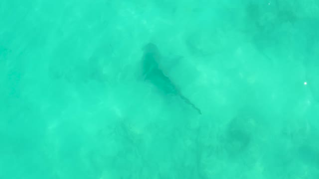 Shark Gliding Through Shallow Turquoise Water
