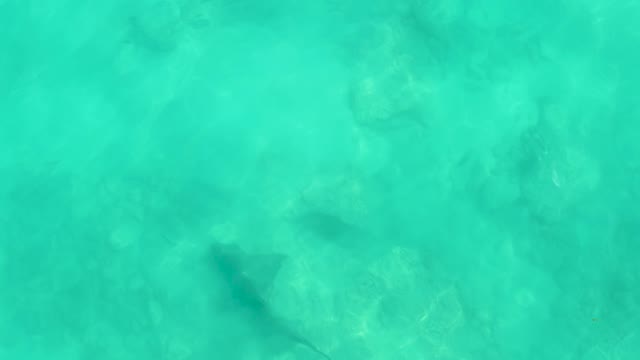 Stingray Gliding Through Shallow Turquoise Water