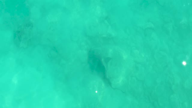 Shark Swimming in Clear Turquoise Water