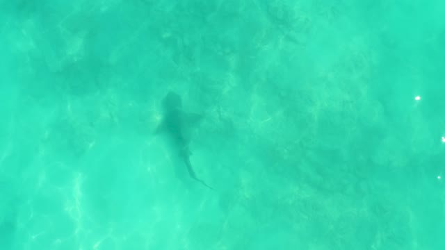 Shark Gliding Through Shallow Turquoise Waters