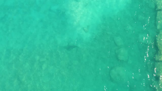 Fish Swimming in Clear Turquoise Water From Above