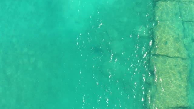 Fish Swimming in Clear Turquoise Water by Stone Edging