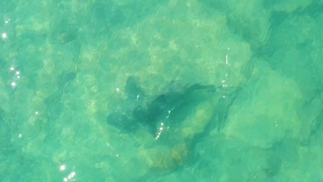 Shark Swimming in Clear Shallow Ocean Water