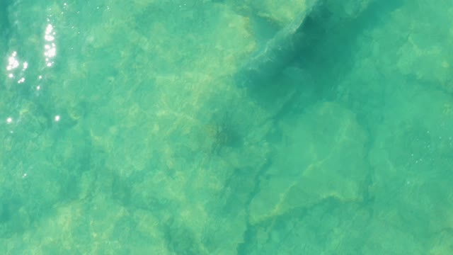 Shark Swimming in Clear Shallow Water