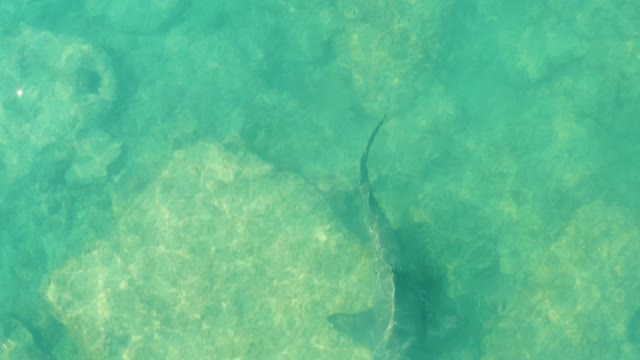 Fish Swimming Over Shallow Rocky Seabed