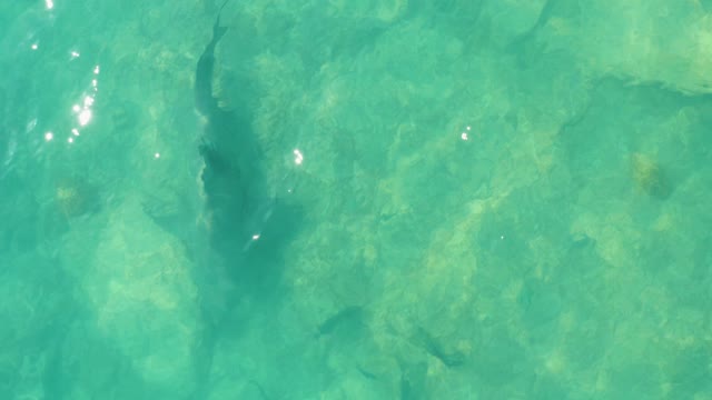 Fish Swimming in Shallow Clear Turquoise Water