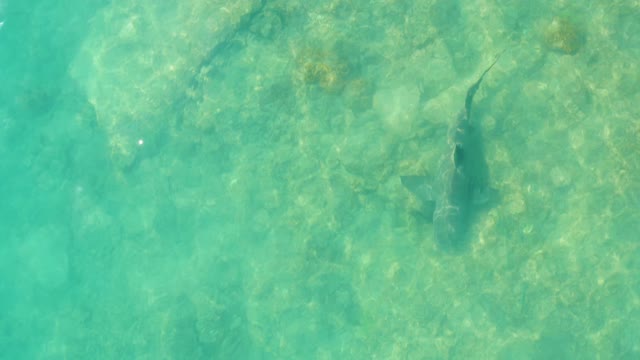 Shark Swimming in Clear Shallow Turquoise Water