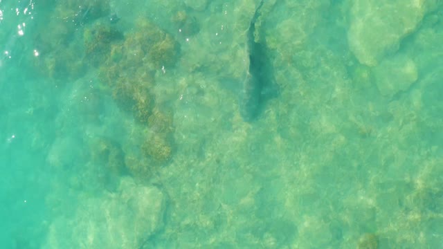 Shark Swimming in Clear Shallow Ocean Water
