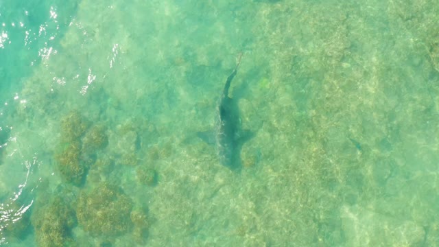 Shark Swimming in Clear Shallow Ocean Water