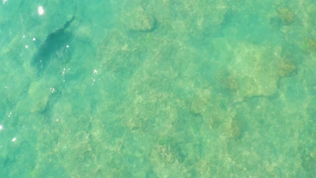 Shark Swimming over Rocky Ocean Floor