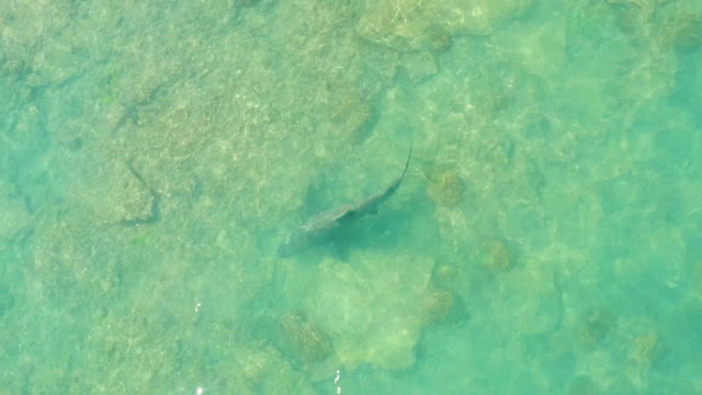 Overhead View of Fish Swimming in Shallow Clear Water