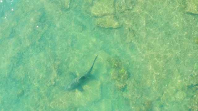 Shark Swimming in Clear Shallow Ocean Water