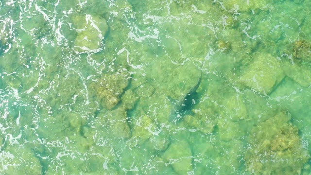 Fish Swimming in Clear Shallow Water Over Rocks