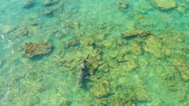 Fish Swimming in Shallow Turquoise Water