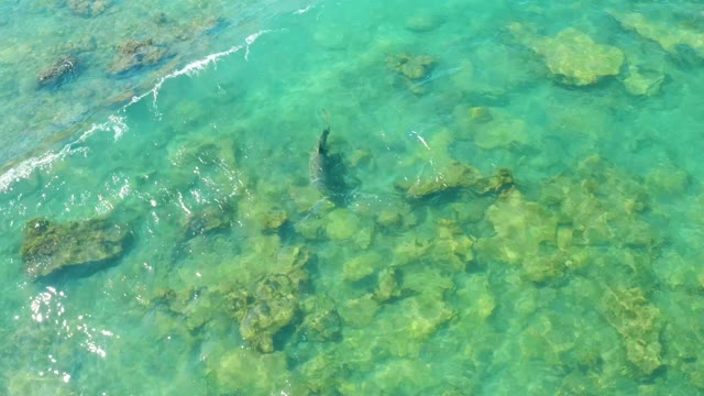 A Fish Swimming over Rocky Seabed in Clear Water