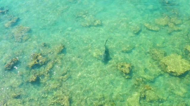 Fish Swimming over Rocky Seabed in Clear Turquoise Water