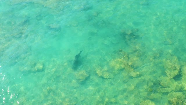 Fish Swimming Over Shallow Coral Seabed