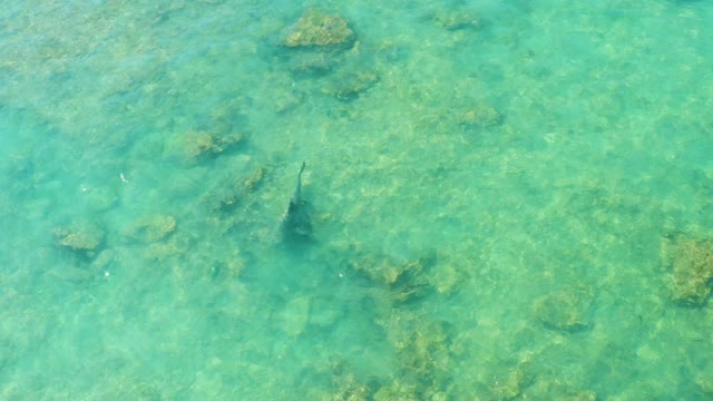 Fish Swimming in Clear Shallow Turquoise Water