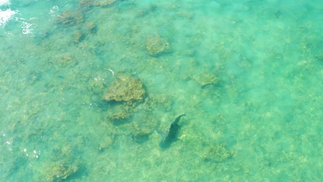 Fish Swimming in Shallow Turquoise Water
