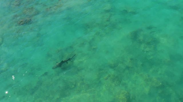 Shark Gliding Through Clear Turquoise Reef Waters