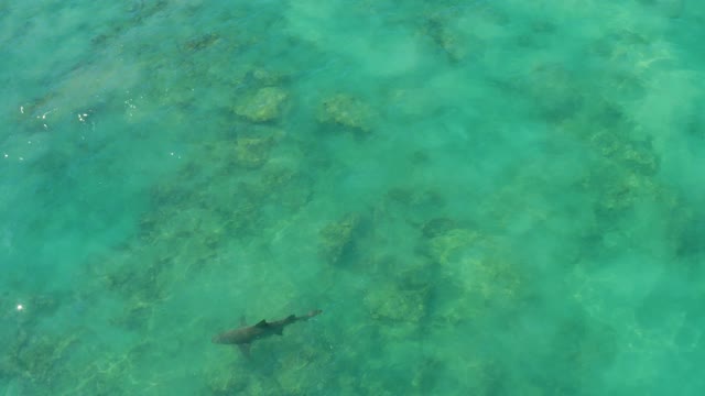 Shark Swimming over Coral Reef in Clear Water