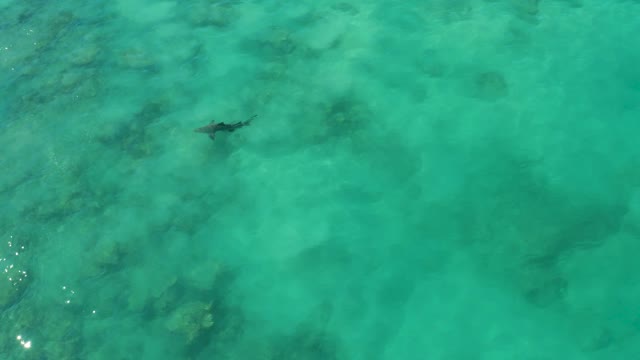Shark Gliding Through Shallow Turquoise Sea