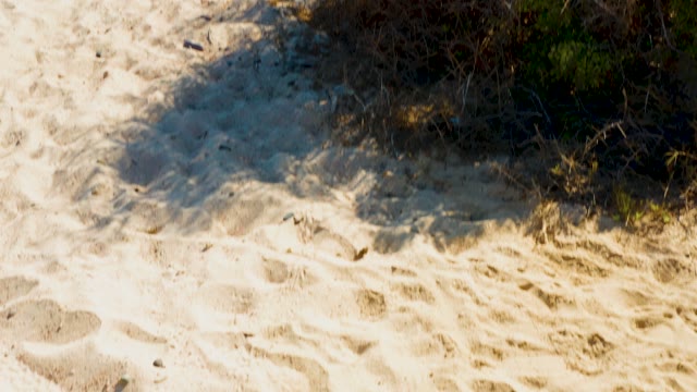 Sandy Path with Mountain and Bushes in Arid Landscape