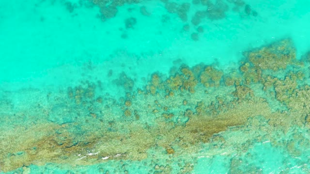Overhead View of Shallow Turquoise Water and Moving Fish