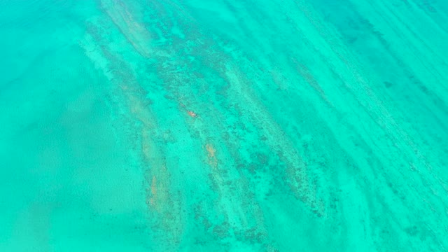 Small Fish Swimming Over Coral and Sand in Clear Water