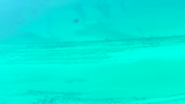 Underwater View of Clear Turquoise Sea with Swimming Fish