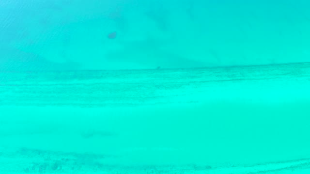 Small Fish Swimming in Clear Turquoise Ocean Water