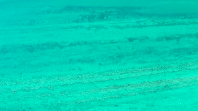 CABO PULMO BCS MEXICO-2021: Small Fish Swimming in Clear Turquoise Ocean Water
