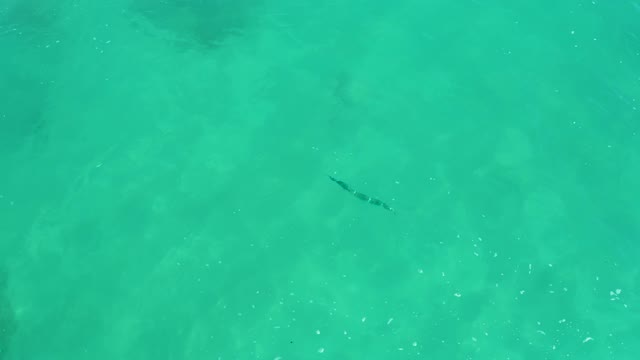 DREAMS LOS CABOS BCS MEXICO-2021: Fish Swimming in Shallow Clear Turquoise Water Overhead