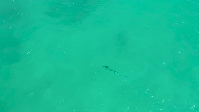 DREAMS LOS CABOS BCS MEXICO-2021: Fish Swimming in Clear Turquoise Ocean Water