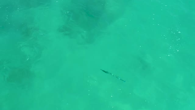 DREAMS LOS CABOS BCS MEXICO-2021: Eel Gliding Through Shallow Turquoise Water