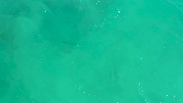 DREAMS LOS CABOS BCS MEXICO-2021: Crocodile Swimming in Clear Turquoise Ocean Water
