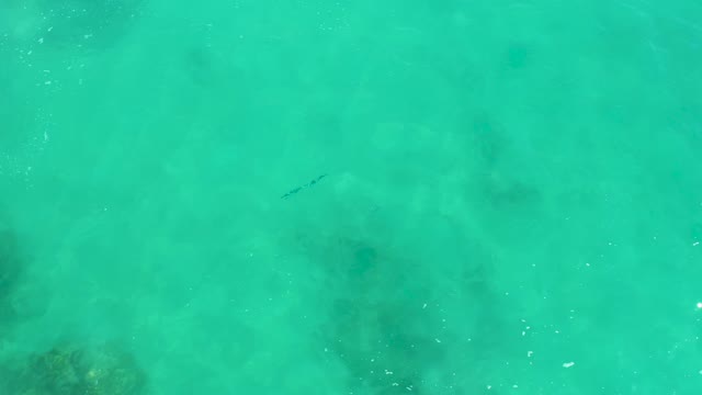DREAMS LOS CABOS BCS MEXICO-2021: Small Fish Swimming in Shallow Clear Turquoise Water
