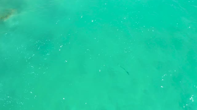 DREAMS LOS CABOS BCS MEXICO-2021: Small Fish Swimming in Shallow Turquoise Water