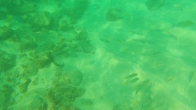 PALMILLA LOS CABOS BCS MEXICO-2021: Underwater View of Fish Swimming Near Rocky Seabed