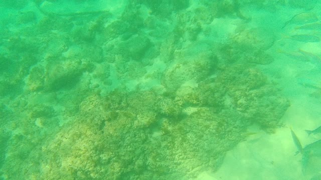 PALMILLA LOS CABOS BCS MEXICO-2021: Fish Swimming Among Rocky Seabed in Clear Water