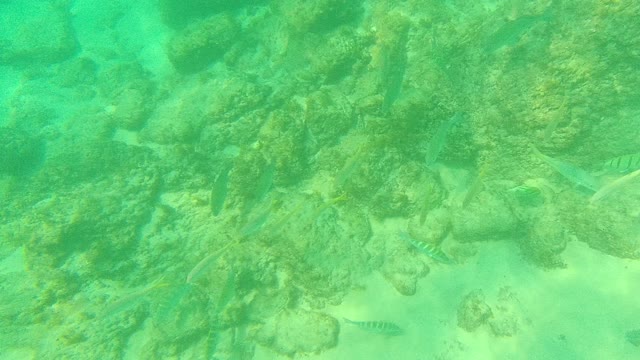 PALMILLA LOS CABOS BCS MEXICO-2021: Small Fish Swimming Among Underwater Rocks