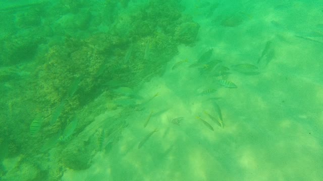PALMILLA LOS CABOS BCS MEXICO-2021: Underwater Fish Swimming Near Coral Reef