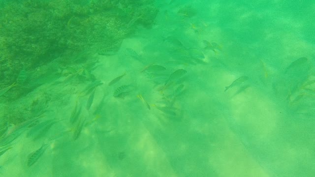 PALMILLA LOS CABOS BCS MEXICO-2021: School of Small Fish Swimming in Clear Green Water