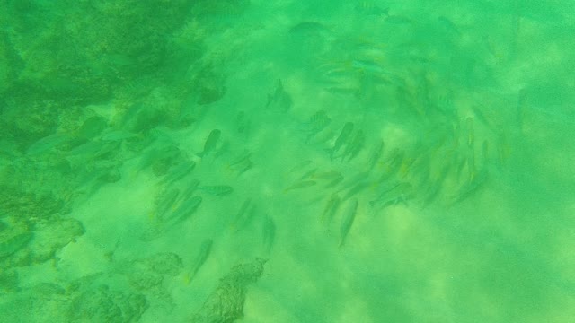 PALMILLA LOS CABOS BCS MEXICO-2021: School of Fish Swimming in Clear Shallow Water