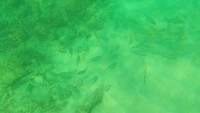 PALMILLA LOS CABOS BCS MEXICO-2021: School of Fish Swimming in Clear Green Water