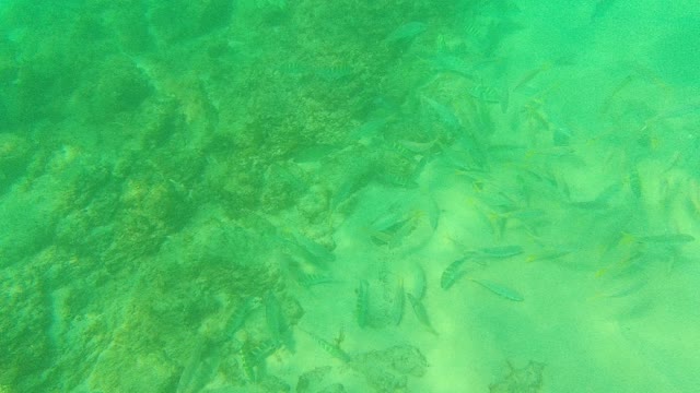 PALMILLA LOS CABOS BCS MEXICO-2021: School of Fish Swimming Over Rocky Seabed