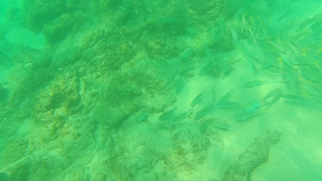 PALMILLA LOS CABOS BCS MEXICO-2021: Schools of Small Fish Swimming Over Rocky Seabed