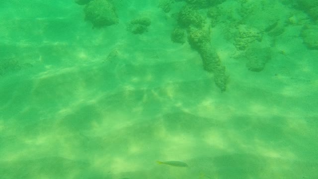 PALMILLA LOS CABOS BCS MEXICO-2021: Underwater Fish and Rocky Seabed Transition