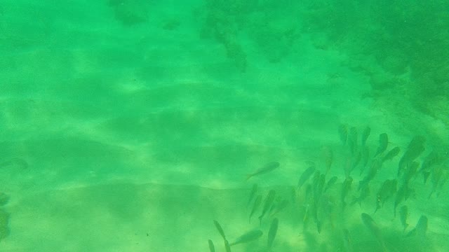 PALMILLA LOS CABOS BCS MEXICO-2021: Underwater Fish School Swimming Over Sandy Seabed