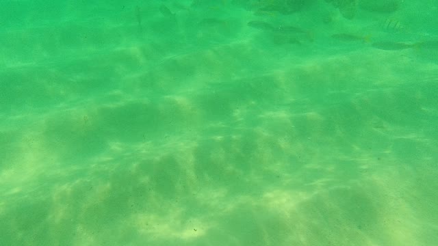 PALMILLA LOS CABOS BCS MEXICO-2021: School of Fish Swimming over Sandy Ocean Floor